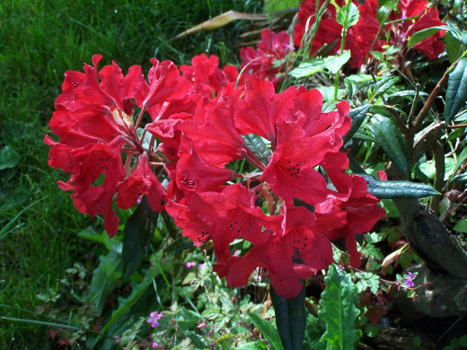Could you write an essay about this flower?