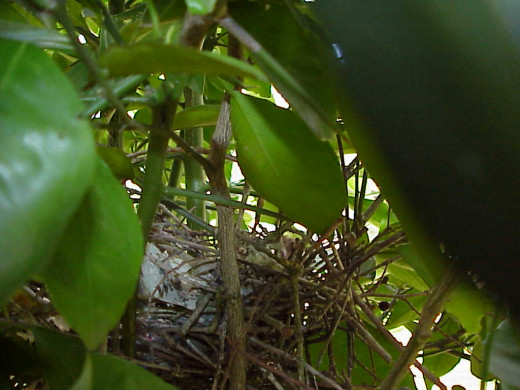 Mockingbird's messy nest amid the formidable thorns of the little orange tree.
