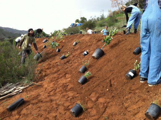 Planting an entire hillside feels good! Fruit, vegetables and more.