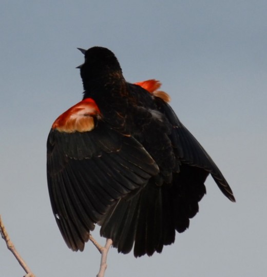 Red-winged Blackbird from rear