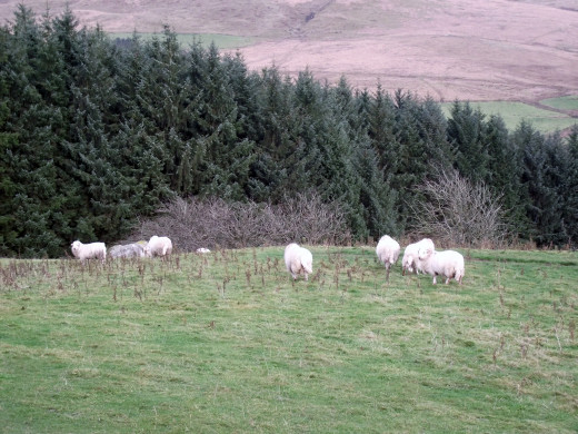 Our wooly backed friends.