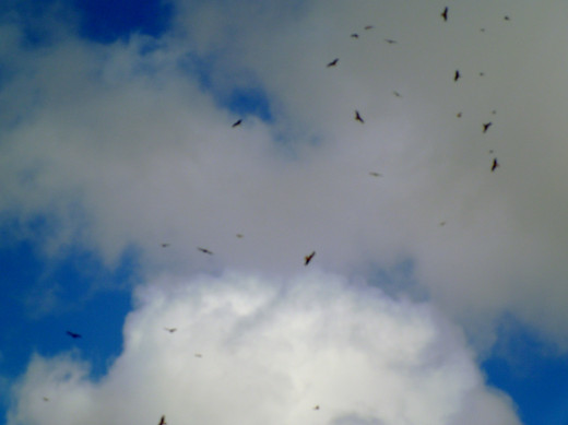 The Red Kites gathering for their feeding at the nearby Red Kite feeding station.