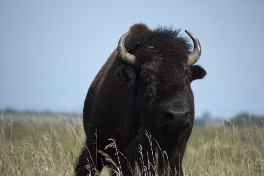 Farm-raised bison meat is low in fat and high in nutritional value.