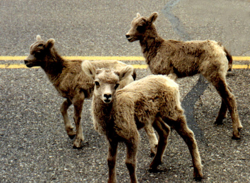 Once, I nearly ran into a cow as I came flying around a corner on a coastal road.  Another time, there was a Bull Elk Deer on the road.  Another time, there were Antelope lying down next to the road! - These are Rocky Mountain Bighorn Sheep.