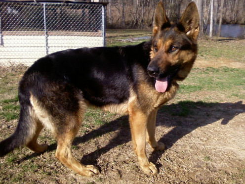 Though boasting a wonderful temperament, the German Shepherd requires firm, consistent training and socialization.