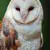 Barn Owl