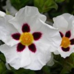 My Beautiful Rock Rose.