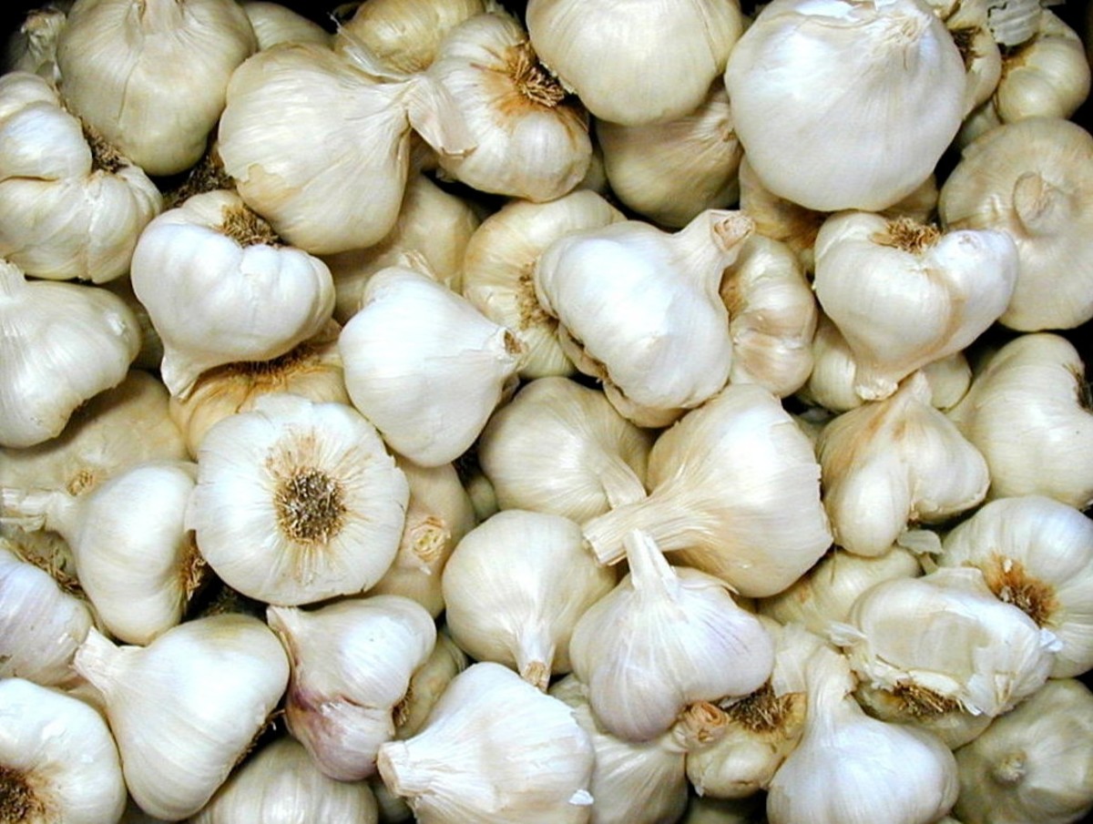 Garlic Health Benefits
