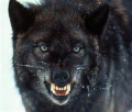 Personal Development:  The Two Wolves Within Us...A Moment With Bill Article
