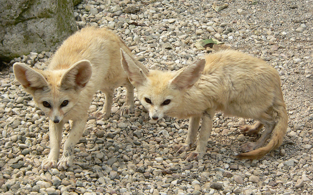 Two young fennec foxes.