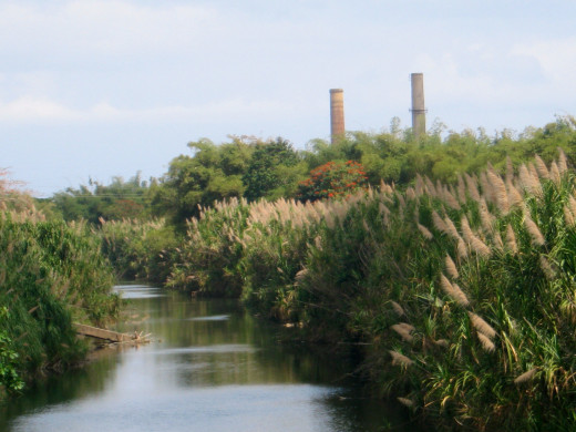 Old Sugar Cane