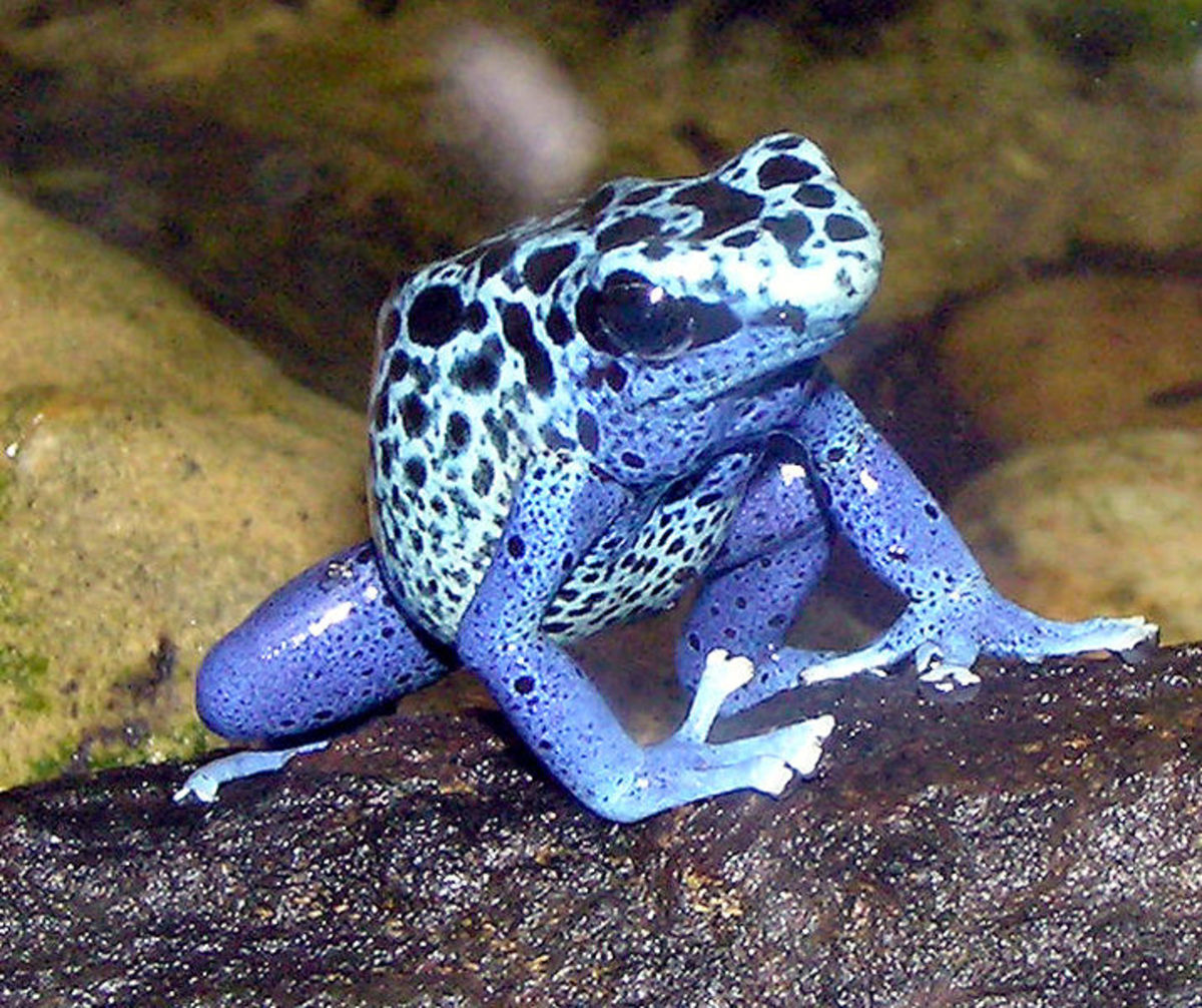 One of the most striking varieties of the poison dart frog.