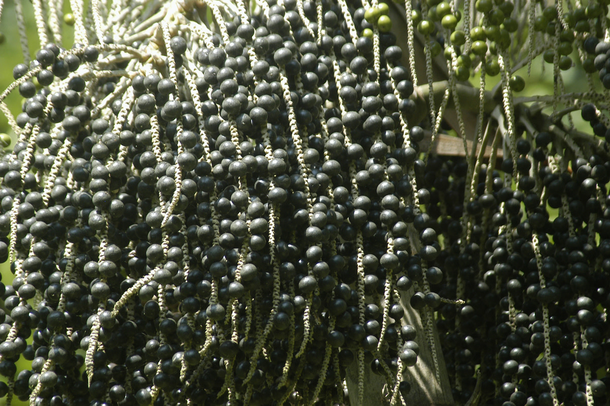 acai berries