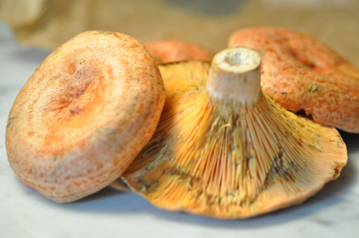 Pine Mushrooms (Saffron Milk Caps) Image: © Siu Ling Hui