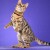 The current state of the Bengal breed. The current state of the Bengal breed.