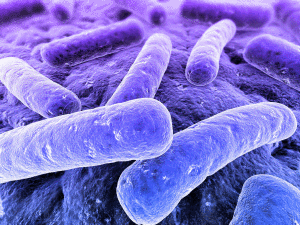 Bacterial rods growing on tissue surface. These rods belong to the group of so-called “GRAM-negative rods”. Many of the GRAM-negative rods are sepsis-causing bacteria. Because of their sophisticated antibiotic resistance mechanisms. 