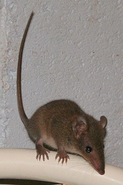 Despite resembling a European house mouse, the brown antechinus is very much a member of the marsupial order.