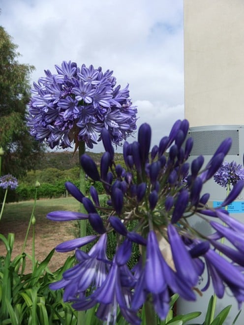 Agapanthes peut facilement être divisé et planté dans d'autres domaines de la cour. 