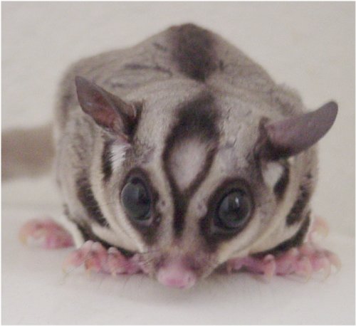 The bald spot on the male sugar glider's forehead is a scent gland, while its large eyes serve as an indicator of its nocturnal nature.