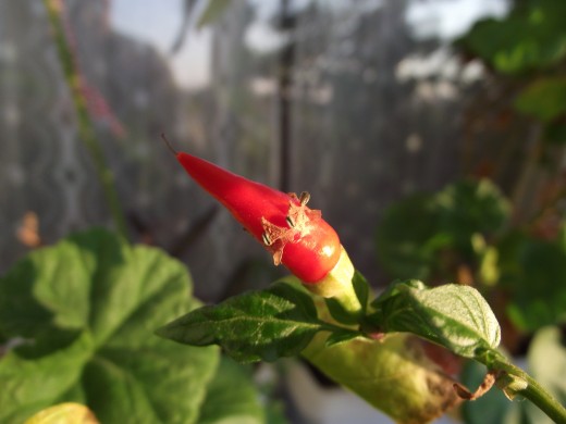 Do you already grow your own chilies?