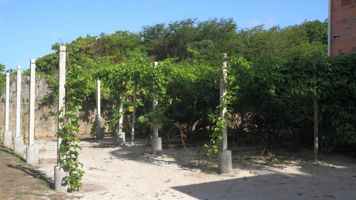 Plant supports for climbing plants