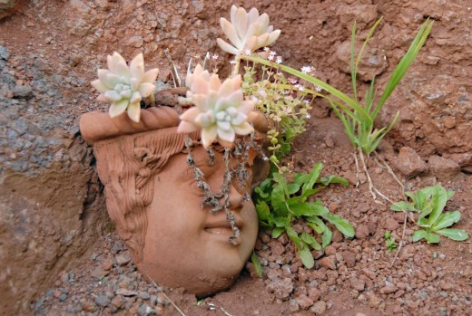 Succulents form a headdress for this planter