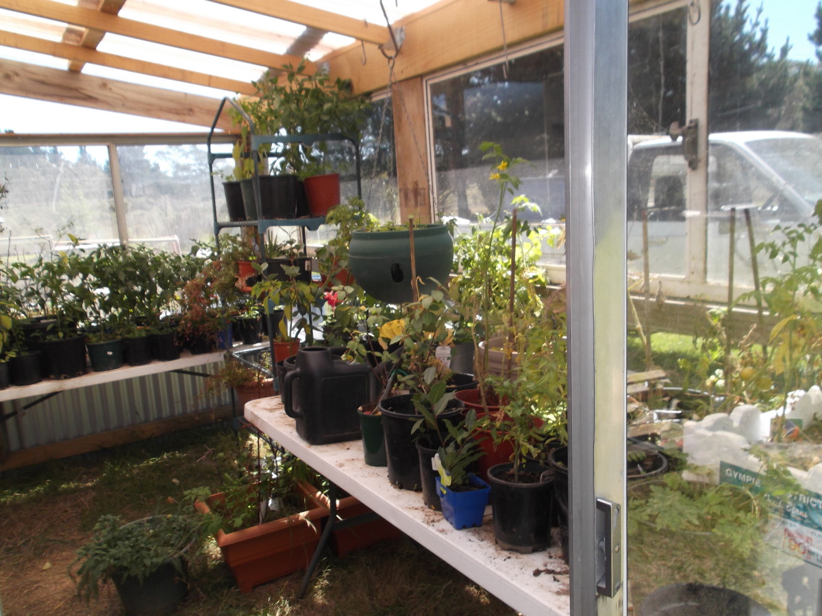 Our new greenhouse extension on the garden shed is built mainly from recycled windows and doors.