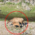 A selection of images from Wikimedia Commons - I've circled the focus of each image in red. A selection of images from Wikimedia Commons - I've circled the focus of each image in red.