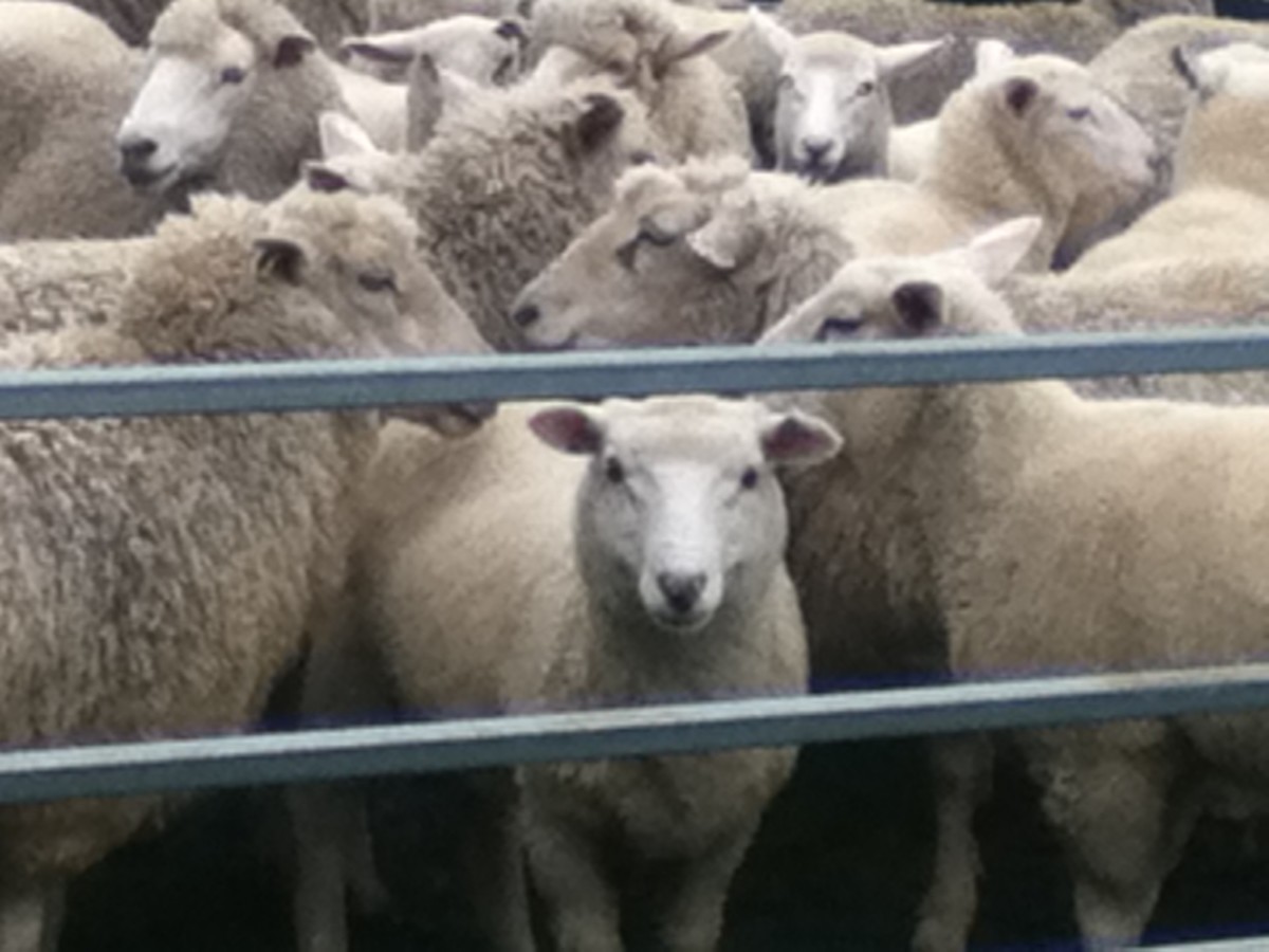 When you know nothing about sheep but you want to buy one, it helps to have an experienced local tell you if the cute one is a good investment.