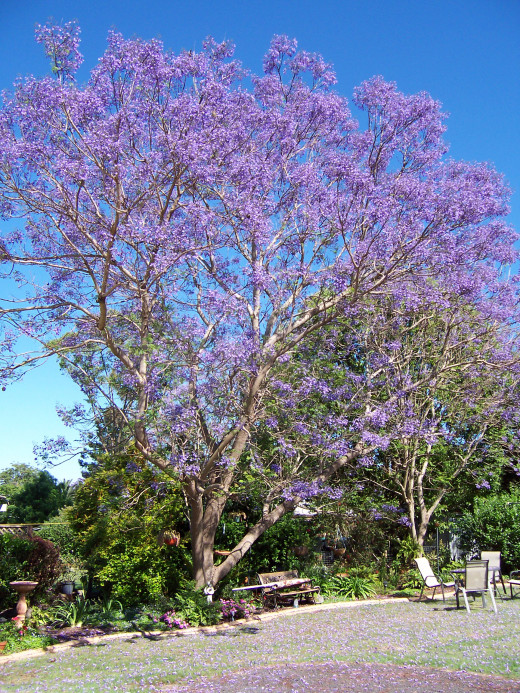  Jacaranda tree in a suburban backyard. Kingaroy, Australia