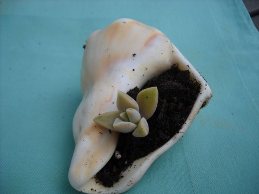 Succulent Growing in A sea Shell