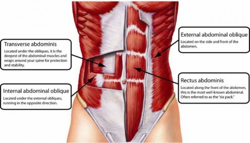 The four types of abdominal muscles. The four types of abdominal muscles.