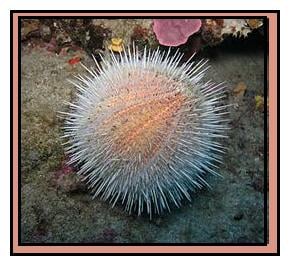 Sea urchins are beatiful to look at, but their spines can be quite painful.