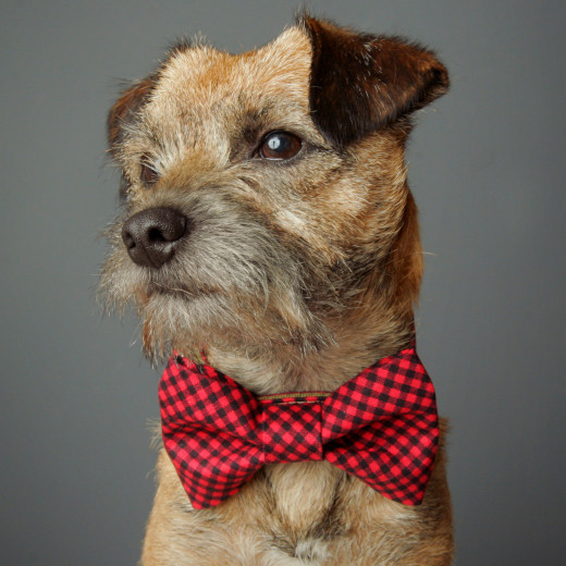 A dashing doggy bow tie makes for a super cute gift.