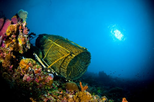 Alor, Eastern Indonesia: Underwater Heaven...