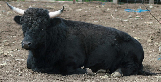 Dwarf Dexter Bull