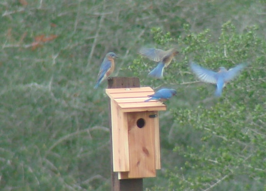 Establish a Nest Box Trail for Bluebirds