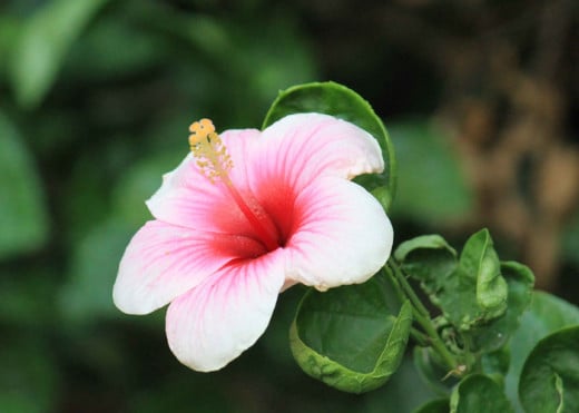Hibiscus syriacus: A variety of the flower is given pride of the National Flower of South Korea