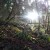 The spring sun peering through trees in the forest. The spring sun peering through trees in the forest.