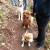 Three dogs on the trail. Three dogs on the trail.