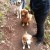 Look at those dogs posing on the trail! Look at those dogs posing on the trail!