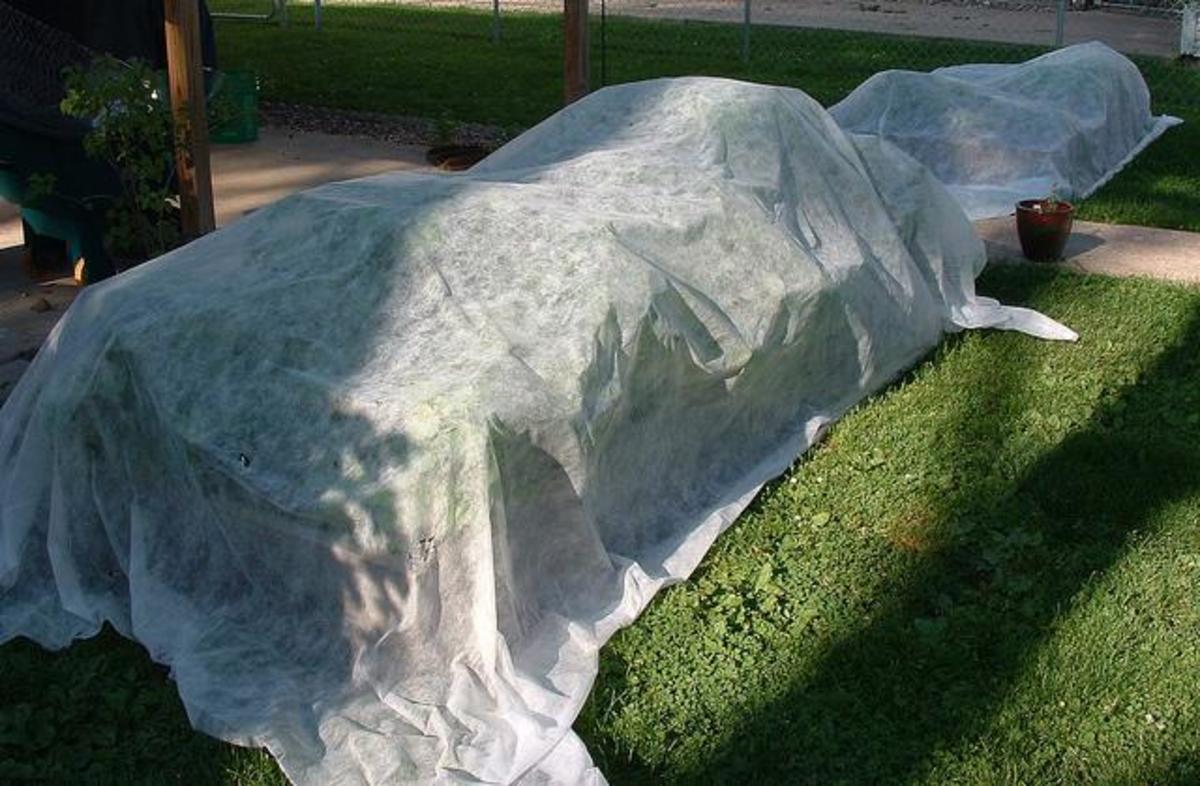 Image result for protecting plants from frost