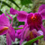 Rich magenta or purple orchids. One of my favorite things to do is to take photos of these beautiful orchids! They truly amaze me. Rich magenta or purple orchids. One of my favorite things to do is to take photos of these beautiful orchids! They truly amaze me.