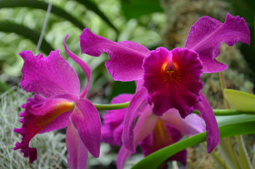 Rich magenta or purple orchids. One of my favorite things to do is to take photos of these beautiful orchids!  They truly amaze me. 