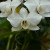 Pretty white orchids. Pretty white orchids.