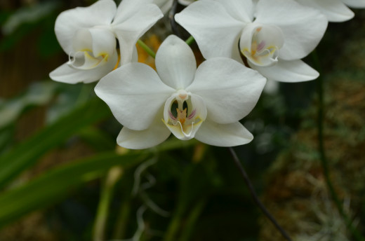 Pretty white orchids.