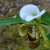 A very interesting looking white, green and brown orchid. A very interesting looking white, green and brown orchid.