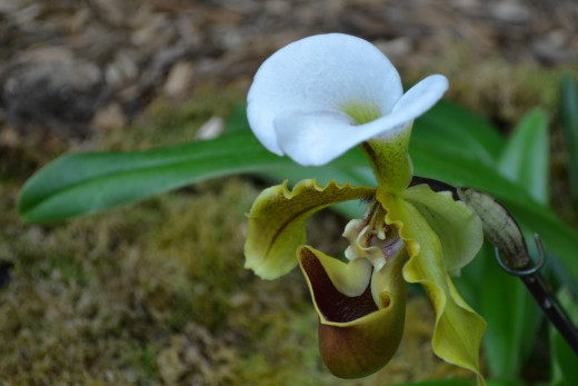 A very interesting looking white, green and brown orchid.