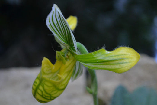 Green, Yellow and white striped orchid.  I can hardly believe how unique and interesting these are!