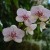 Beautiful white and purple orchids. Beautiful white and purple orchids.